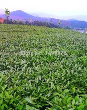 Free Shipping promotion 140g Top grade Taiwan High Mountain Alishan Dong Ding Wulong Tea Dongding Oolong