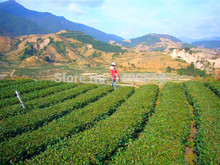 Free Shipping promotion 140g Top grade Taiwan High Mountain Alishan Dong Ding Wulong Tea Dongding Oolong