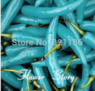 Big promotion Free Shipping 20 Pepper Seeds Blue Turquoise Pepper beautiful color easy growing