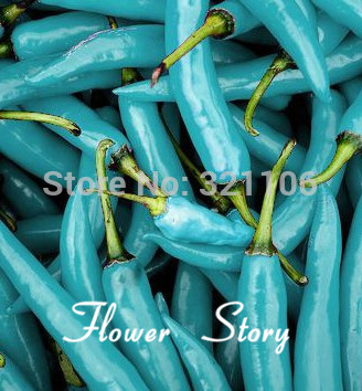 Big promotion Free Shipping 20 Pepper Seeds Blue Turquoise Pepper beautiful color easy growing