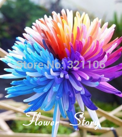Free Shipping 20 Rainbow Chrysanthemum Flower Seeds rare color new arrival DIY Home Garden flower plant