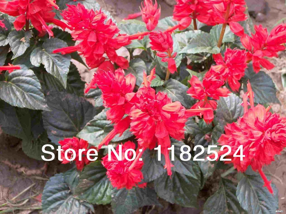 Купить 60 семена - Скарлет шалфея salvia splendens цветочных семян ...