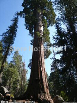 20 Giant Sequoia ,  , , Fast ,     95%