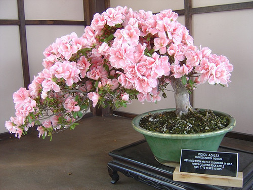 10pcs rare japanese sakura seeds cherry blossom seeds Bonsai plants for home garden