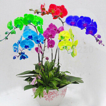 Phalaenopsis seeds, potted plants, 16 varieties, mixed colors, 100 pcs/bag