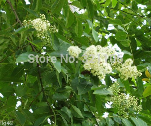  RAINBOW TREE 20 seeds Eucalyptus deglupta Mindanao Gum free shipping