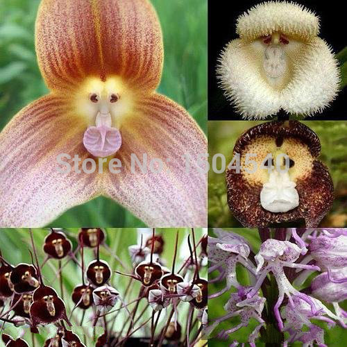 Free shipping New varieties of orchids orchid seeds monkey face dragons 100pcs