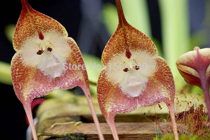 Free shipping New varieties of orchids orchid seeds monkey face dragons 100pcs