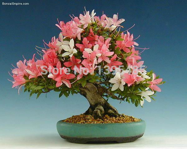 free shipping Flower bonsai seeds flower plant bonsai indoor petunia petals flower seeds bonsai balcony 20