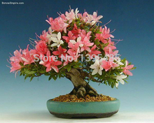 free shipping Flower bonsai seeds flower plant bonsai indoor petunia petals flower seeds bonsai balcony -20 pcs