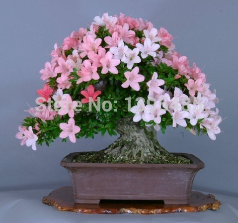 free shipping Flower bonsai seeds flower plant bonsai indoor petunia petals flower seeds bonsai balcony 20