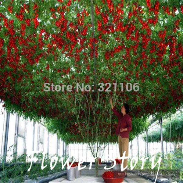 20 Italian Tree Tomato RARE HEIRLOOM SEEDS OF LIFE TOMATO GIANT TREE Free Shipping