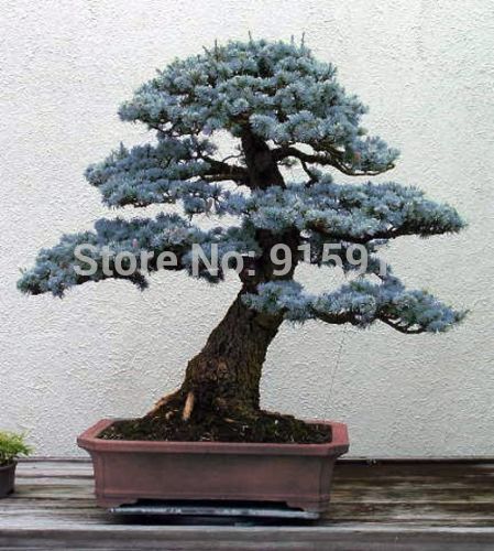 Bonsai Colorado Blue Spruce Picea pungens seeds 50pcs Evergreen tree