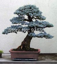 Bonsai Colorado Blue Spruce (Picea pungens) seeds 50pcs Evergreen tree