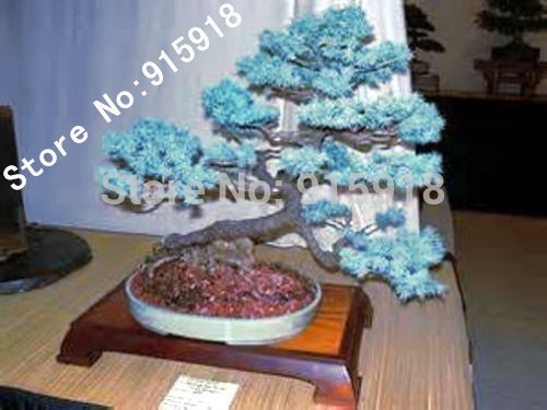 Bonsai Colorado Blue Spruce Picea pungens seeds 50pcs Evergreen tree