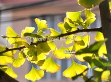 Free shipping Chinese ginkgo biloba green tea to drink with hot boiled eight minutes later food