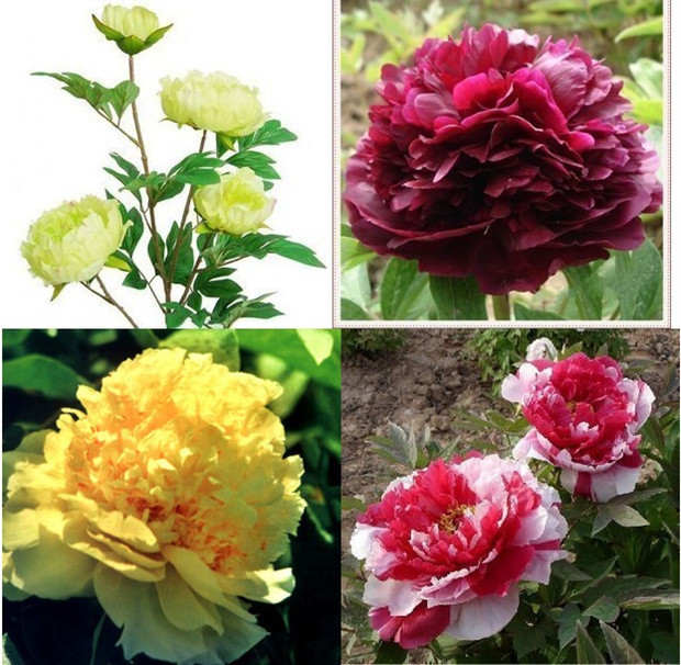 peony seeds potted seed peony flower seed variety complete 10pcs lot RS25