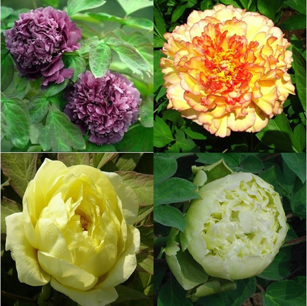 peony seeds potted seed peony flower seed variety complete 10pcs lot RS25