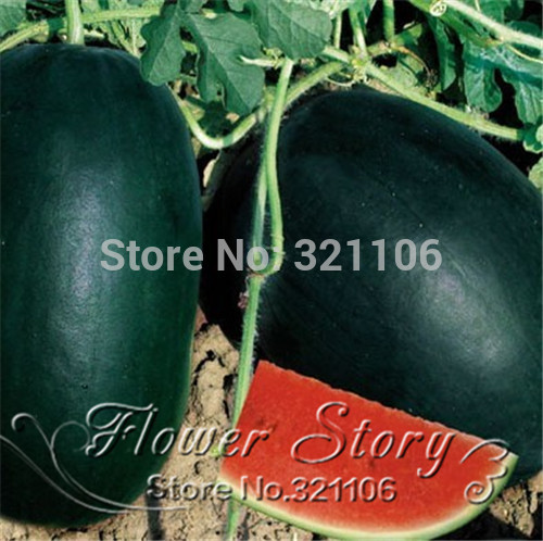 20pcs lot Giant Sweet Black Watermelon seed Very big and delicious Fruit seed Free Shipping