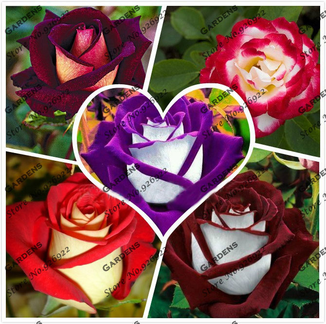 Osiria Rose Seeds Red White Rose Seed Flower Seeds Bonsai Rose Seeds 110Pcs//Pack