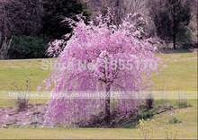 20 pink fountain weeping cherry tree,DIY Home Garden Dwarf Tree,everybody wants it,Free Shipping