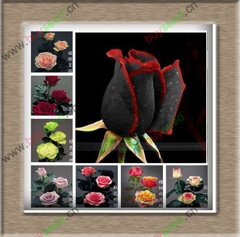 1 pacote profissional, aproximadamente 50 sementes / Pack, incrivelmente belo Black Rose flor rara com Red Edge Seedling semente 1 pacote profissional, aproximadamente 50 sementes / Pack, incrivelmente belo Black Rose flor rara com Red Edge Seedling semente