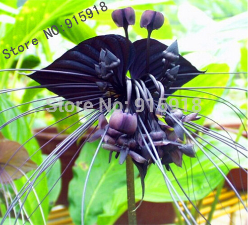CALADIUM Flower Bulbs Multicolour,4 Pieces HIGH QUALITY 100/% GERMINATION A++