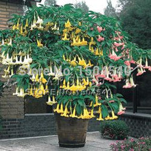30 Mix color Datura  Seeds,  DWARF Brugmansia Angel Trumpets,bonsai flower , huge, fragrant yellow blooms