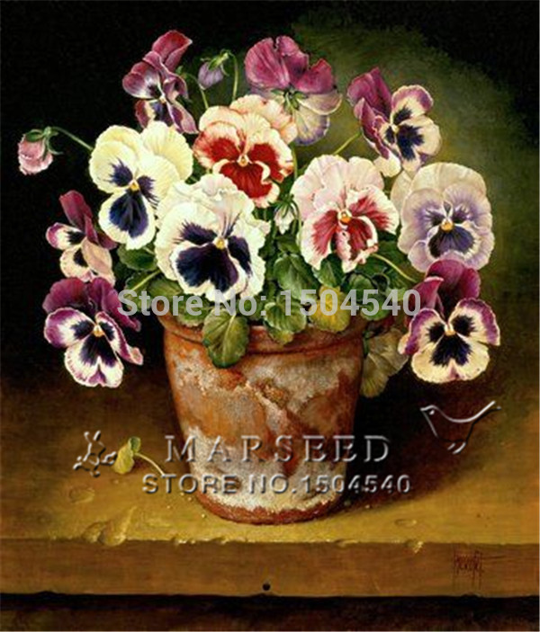 50 Seeds Multicolored colorful pansy flower Viola Tricolor Brilliant colors Cold resistant original packing A070