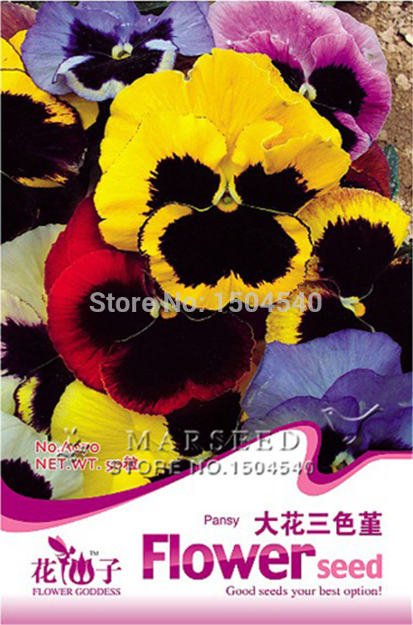 50 Seeds Multicolored colorful pansy flower Viola Tricolor Brilliant colors Cold resistant original packing A070