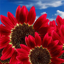 15pcs Helianthus Red Sunflower Seeds Red Sun Fortune Bloom Garden Heirloom Seeds Bonsai Plants Seeds OM