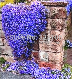 50 Rock Bright Blue Rock Cress Bright Red Perennial Flower Seeds Ground Cover Free Shipping