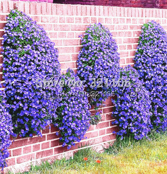 50 Rock Bright Blue Rock Cress Bright Red Perennial Flower Seeds Ground Cover Free Shipping