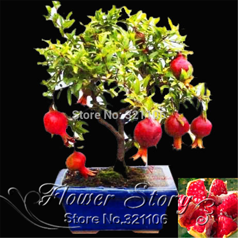 20pcs lot bonsai pomegranate seeds very sweet Delicious fruit seeds succulents Tree seeds
