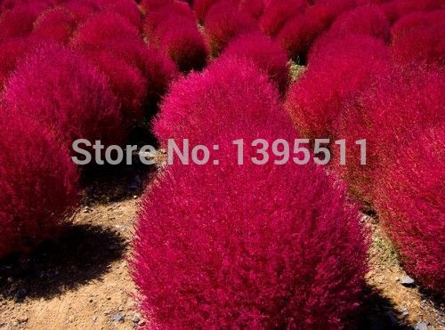 aliexpress com buy grass seeds perennial 300pcs grass burning bush kochia scoparia seeds red aliexpress com buy grass seeds perennial 300pcs grass burning bush kochia scoparia seeds red