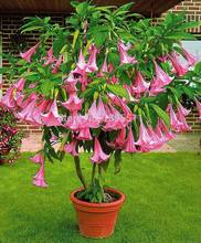 Bonsai Tree seeds 100pcs DWARF Brugmansia suaveolens Flamenco angel’s Trumpets bonsai datura seeds for home garden