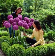 100 Purple Giant Allium Giganteum Beautiful Flower Seeds Garden Plant the budding rate 95% rare flower for kid