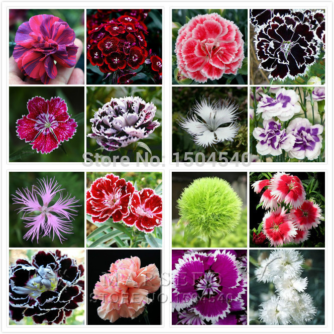200 MiX Color Dianthus seeds up to 16 kinds mix packed long blossom easist DIY garden