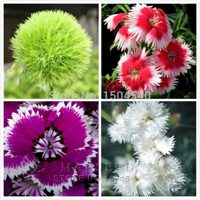 200 MiX Color Dianthus seeds up to 16 kinds mix packed long blossom easist DIY garden
