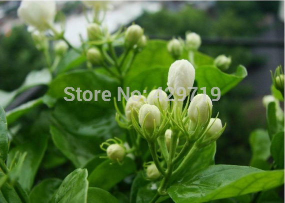 10 /    , ( Gardenia jasminoides )    -  pollinate    