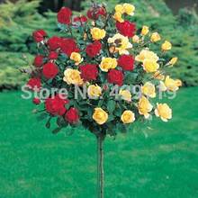 100pcs rare flower Rose tree Seeds, DIY Home Garden Potted ,Balcony & Yard Flower Plant