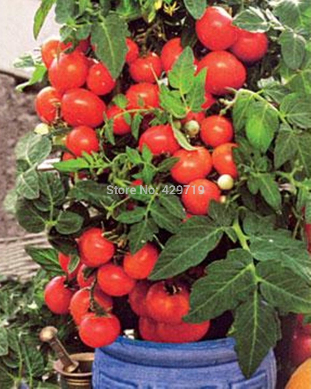 Купить дом и сад free shipping new varieties of orchids, orchid seeds monkey face dragons, 100pcs n.