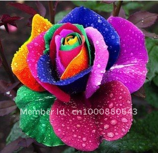 Colourful Roses Flowers