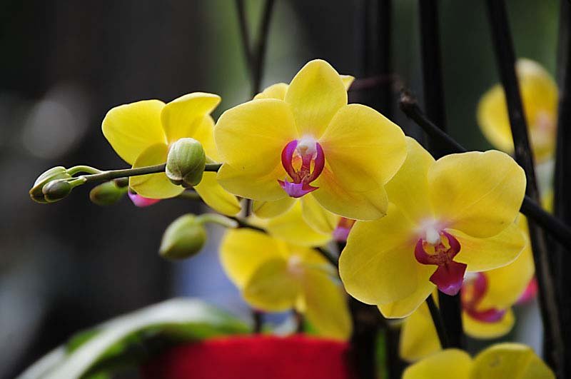 B Orchid