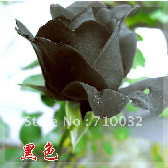 Black Rose Seeds