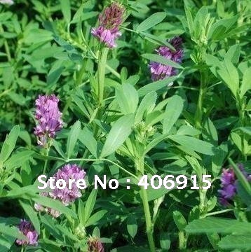 Купить 250 г семян люцерны семена с герметической упаковки * medicago ...