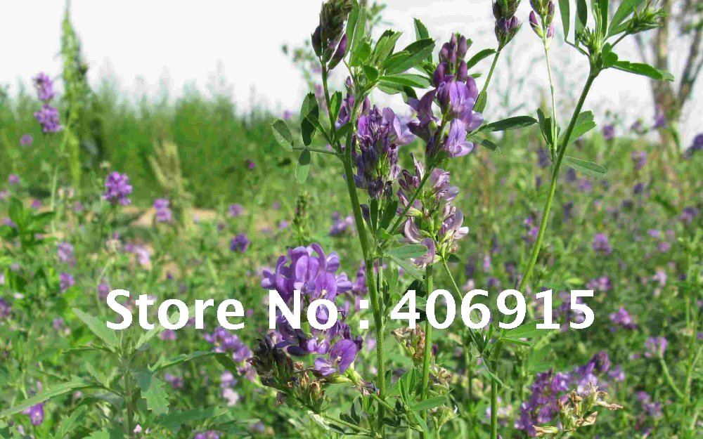 Купить 250 г семян люцерны семена с герметической упаковки * medicago ...