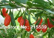  GRANDNESS High Quality 500g Organic Dried Goji berry Herbal Tea Health Medlar Wolfberry Dried Chinese