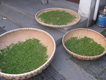New tea Premium Hangzhou West Lake Xihu tea Dragon Well tea Certified Organic Healthy and affordable