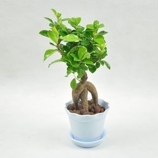 Flower-bonsai-ficus-ginseng-indoor-plant